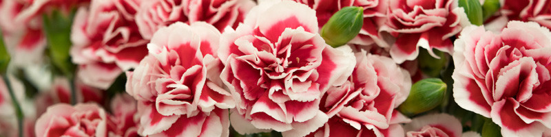 Carnation, Carnation flower, Carnations, Dianthus